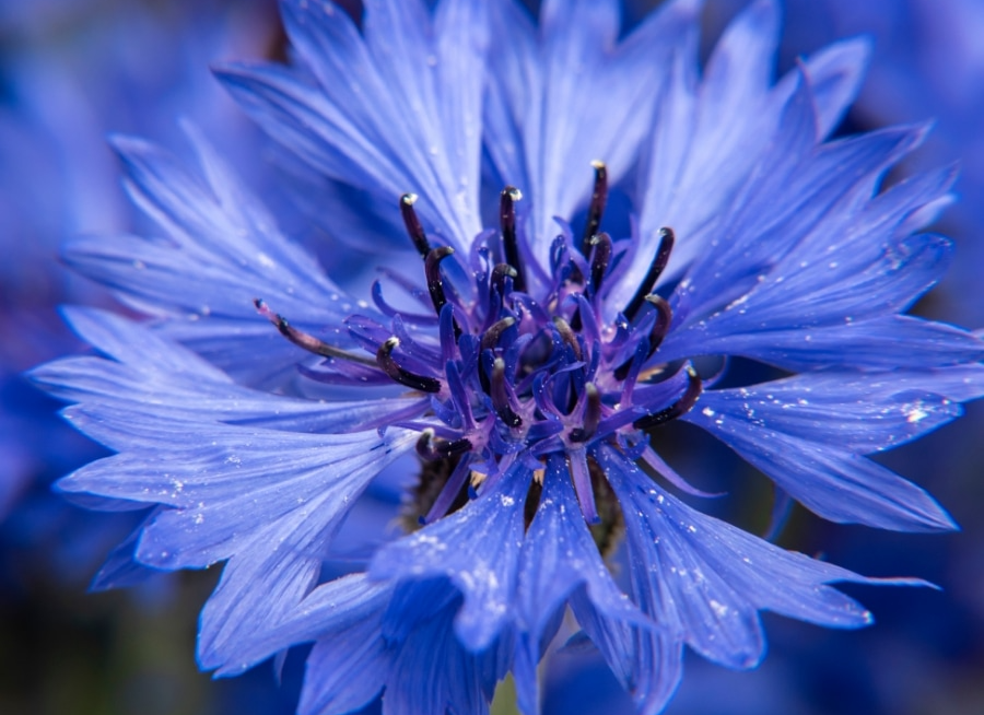 Motor Neurone Disease (MND) and Speech Pathology